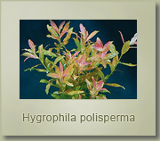hygrophila polisperma