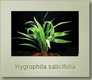 hygrophila salicifolia
