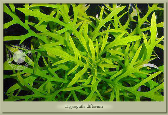 hygrophila difformis