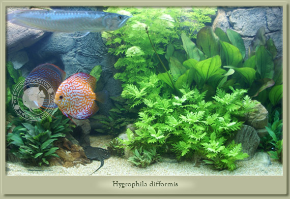 hygrophila difformis