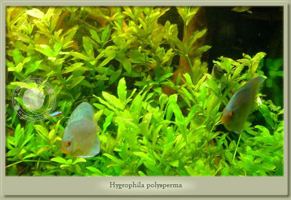 hygrophial polisperma