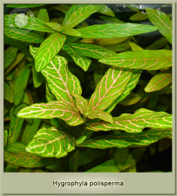 hygrophyla polismerma