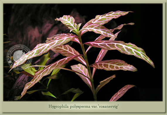 hygrophyla polysperma rosanervig