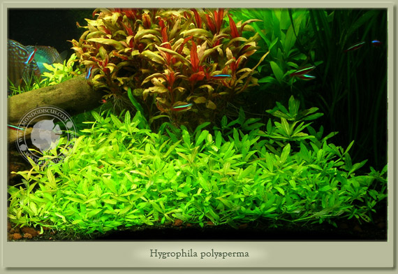 hygrophila polysperma