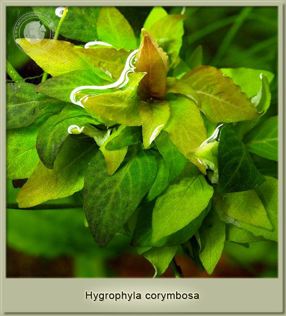 hygrophila corymbosa
