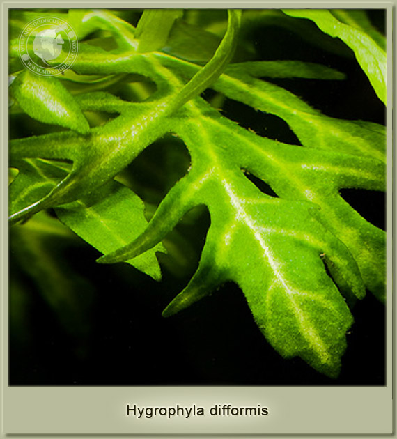 hygrophila difformis