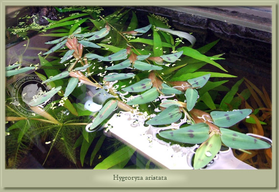 hygroryza aristata