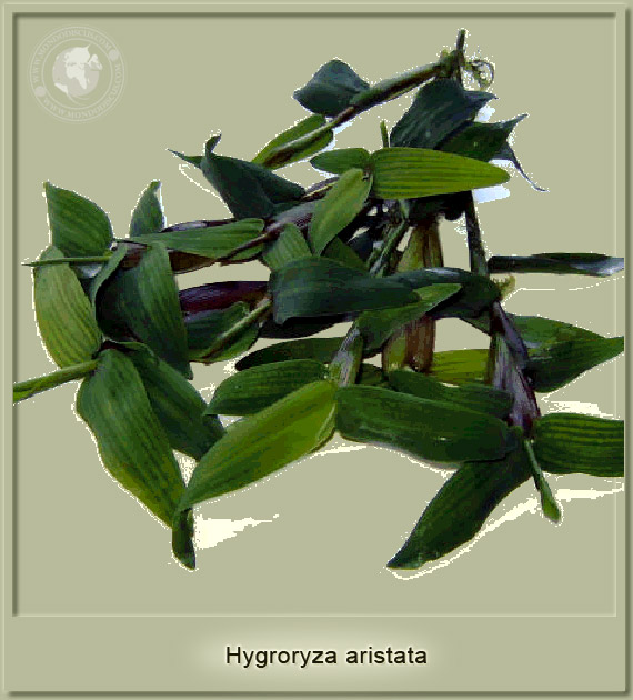 hygroryza aristata