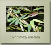 hygroryza aristata