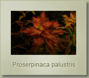 proserpinaca palustris