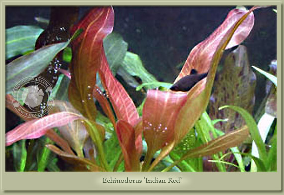 echinodorus indian red
