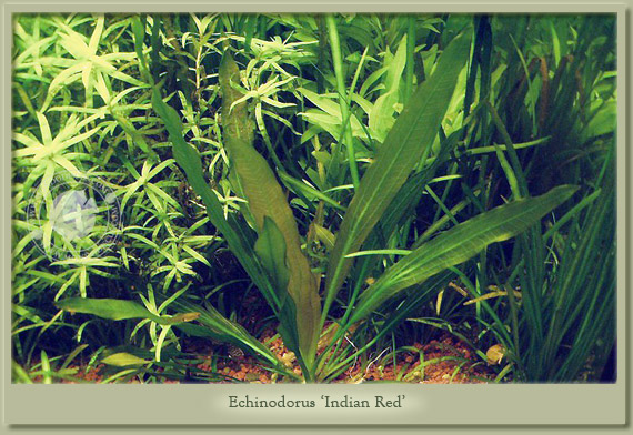 echinodorus indian red