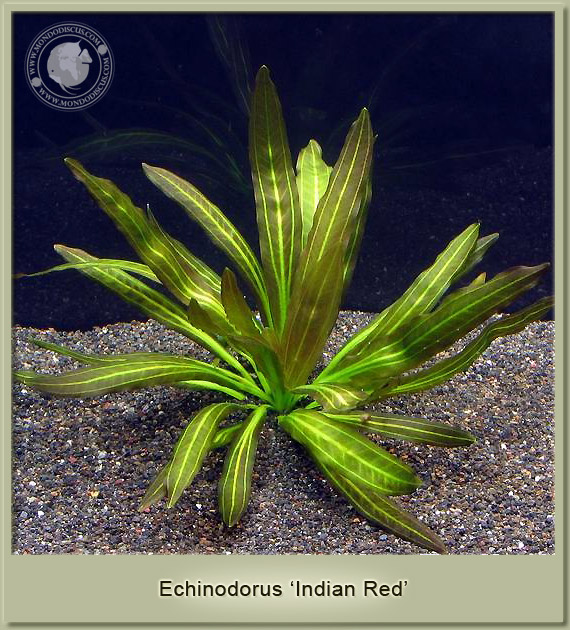 echinodorus indian red