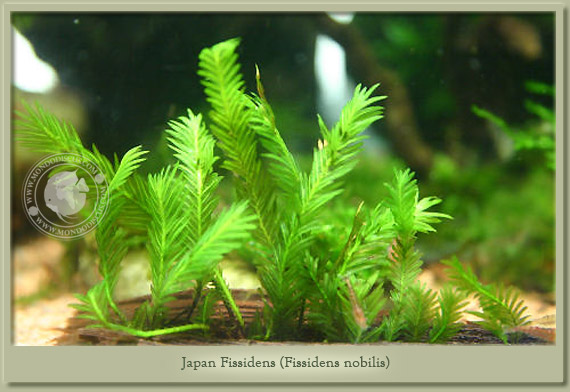 japan fissidens