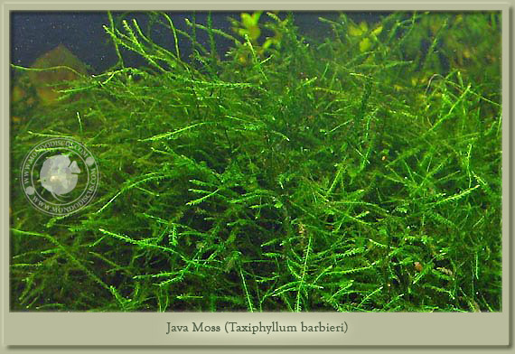 java moss