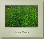 java moss