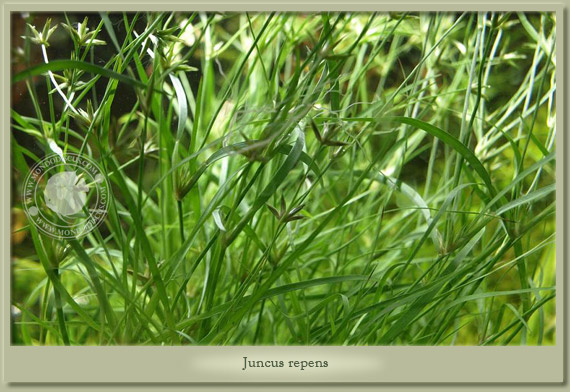 juncus repens