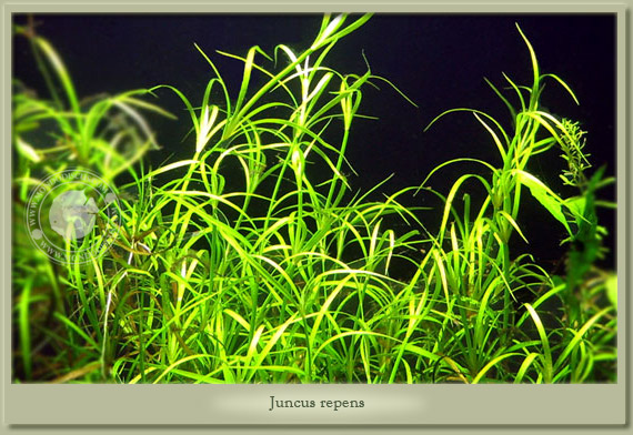 juncus repens