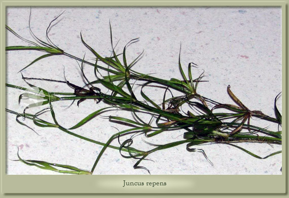 juncus repens