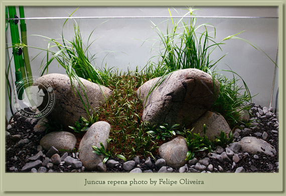 juncus repens