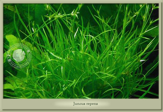 juncus repens