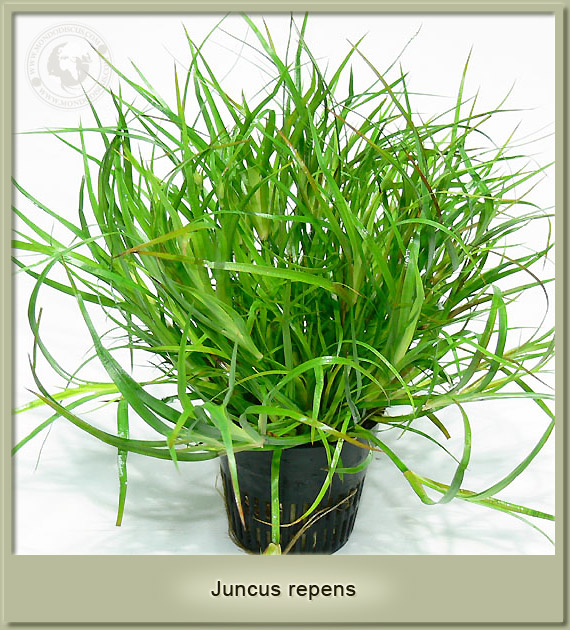 juncus repens