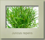 juncus repens