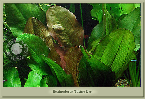 echinodorus kleiner bar