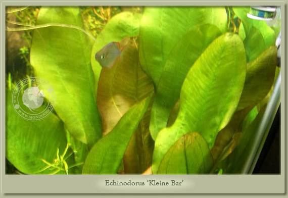 echinodorus kleiner bar