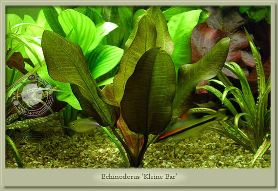 echinodorus kleiner bar