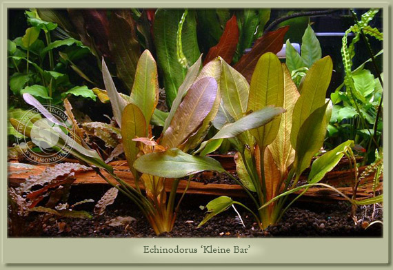 echinodorus keliner bar