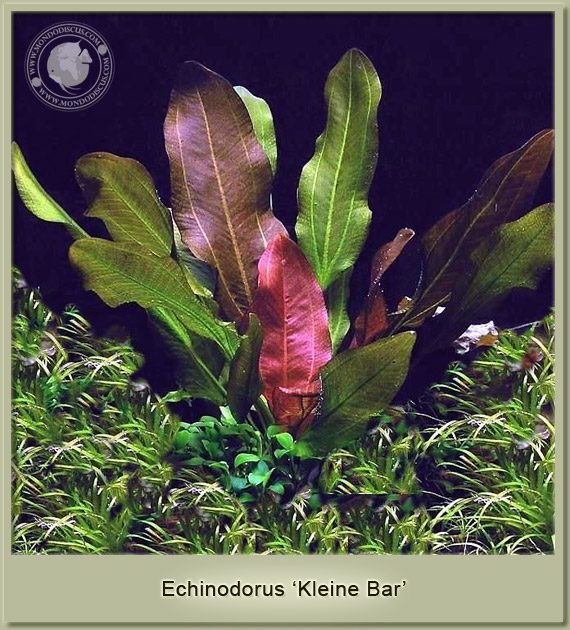 echinodorus kleiner bar