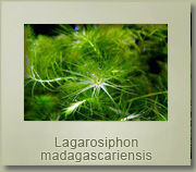 Lagarosiphon madagascariensis