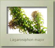 Lagarosiphon major