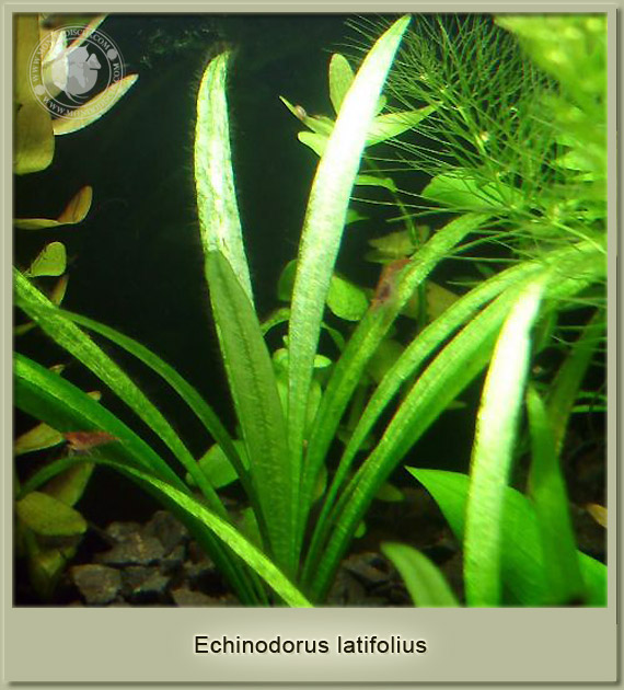 echinodorus latifolius