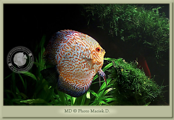discus e muschi discus e muschi