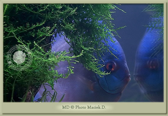 discus e muschi discus e muschi