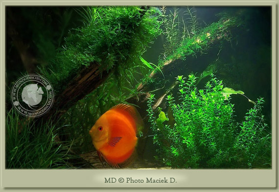 discus e muschi discus e muschi
