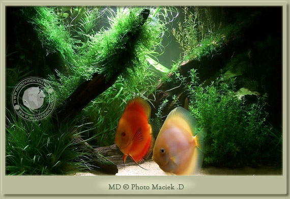 discus e muschi discus e muschi