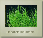 lileopsis mauritania