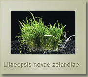 lileopsis novae zelandae