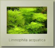 limnophila acquatica