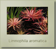 limnophila aromatica