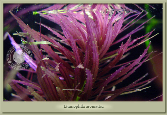 limnophila aromatica