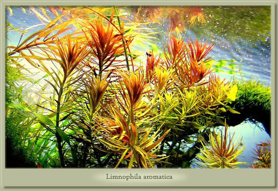 limnophila aromatica