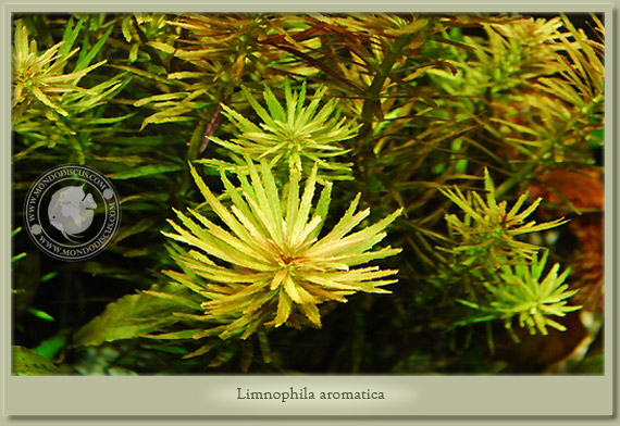 limnophila aromatica