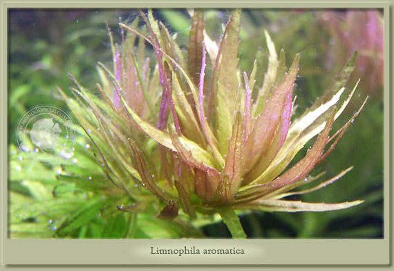 limnophila arotatica