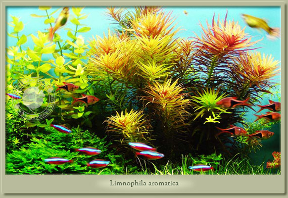 limnophila aromatica