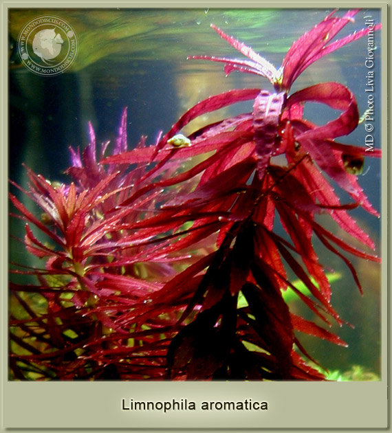 limnophila aromatica