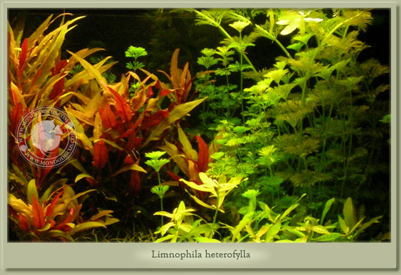 limnophila heterophylla